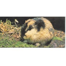 Carte Chocolat Nestle Merveilles Du Monde N° 40 Les Animaux Des Regions Polaires Les Lemmings