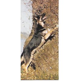 Chocolat Nestle. Carte Merveilles Du Monde N° 92 Le Chien. Le Berger Allemand