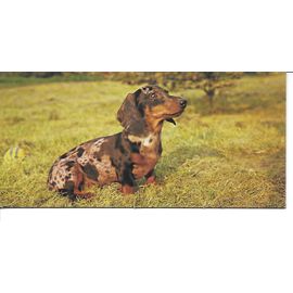 Chocolat Nestle. Carte Merveilles Du Monde N° 84 Le Chien. De Vieilles Habitudes