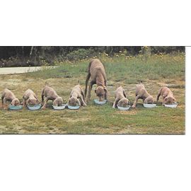 Chocolat Nestle. Carte Merveilles Du Monde N° 91 Le Chien. Comment Choisir Son Chien ?