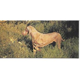 Chocolat Nestle. Carte Merveilles Du Monde N° 85. Le Chien. Comment Choisir Un Chien ?