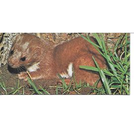 Chocolat Nestle. Carte Merveilles Du Monde N° 75 Animaux De Chez Nous. La Belette