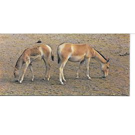 Chocolat Nestle. Carte Merveilles Du Monde N° 49 Animaux Des Deserts. L'hemione