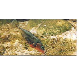 Chocolat Nestle. Carte Merveilles Du Monde N° 71 Animaux Constructeurs. L'epinoche