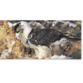 Chocolat Nestle. Carte Merveilles Du Monde N° 63 Animaux De Montagne. Le Gypaete Barbu