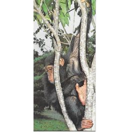 Chocolat Nestle. Carte Merveilles Du Monde N° 72 Animaux Constructeurs. Le Chimpanze