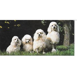 Carte Chocolat Nestle Merveilles Du Monde N° 95 Le Chien. Le Caniche