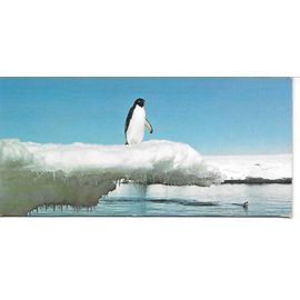 Carte Chocolat Nestle Merveilles Du Monde N° 37 Les Animaux Des Regions Polaires