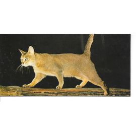 Carte Chocolat Nestle Merveilles Du Monde N° 111 Le Chat. Le Chat D'abyssinie