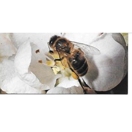 Carte Chocolat Nesltle Merveilles Du Monde N° 70 Les Abeilles