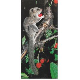 Carte Chocolat Nesltle Merveilles Du Monde N° 76 : Le Loir Gris