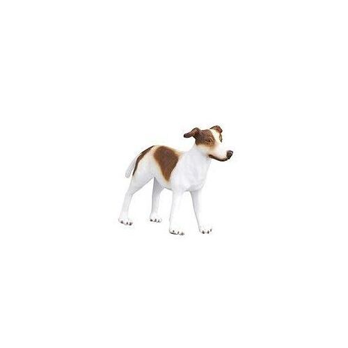 Chien Lévrier Greyhound - Bébé