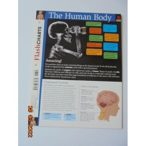 Flashcharts The Human Body