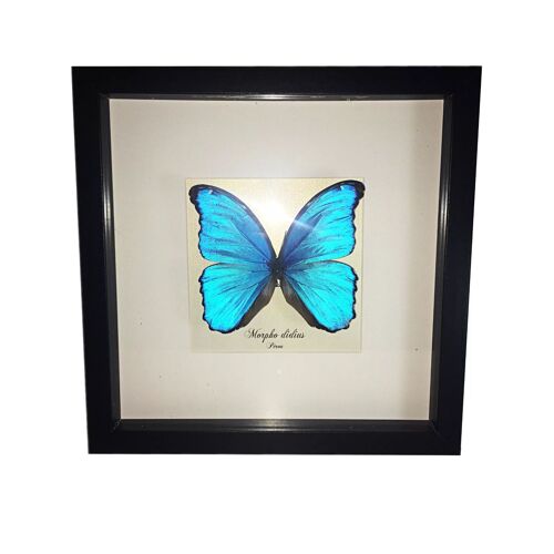Cadre Véritable Papillon 🦋 Morpho Didius Du Pérou Entomologie