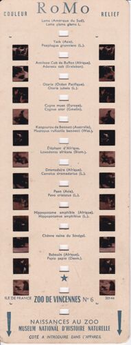 Zoo De Vincennes - N°6 - Naissances Au Zoo - Carte Stéréoscopique Romo 30144