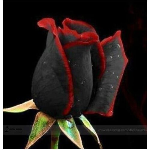 Roses Noires Liseré Rouge Rare 10 Graines Top Qualité