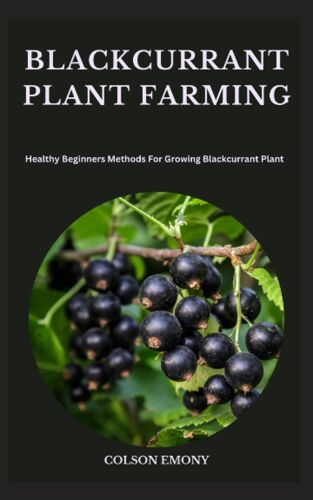 Blackcurrant Plant Farming: Healthy Beginners Methods For Growing Blackcurrant Plant