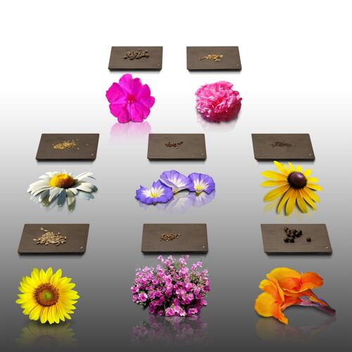 Lot De 400 Graines De Fleurs À Semer - Le Grenier D'abondance - Au Pied Du Mur - 8 Sachets Individuels