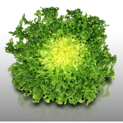 250 Graines À Semer - Le Grenier D'abondance - Chicoree Frisee Grosse Pancalière - Cichorium