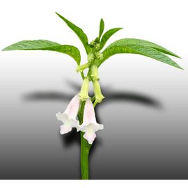 1000 Graines Aromatiques À Semer - Le Grenier D'abondance - Sesame Entier - Sesamun Indicum