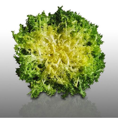 250 Graines À Semer - Le Grenier D'abondance - Chicoree Frisee Wallonne - Cichorium