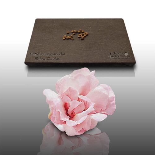 25 Graines Fleurs À Semer - Le Grenier D'abondance - Balsamine Camelia Extra - Impatiens Balsamina