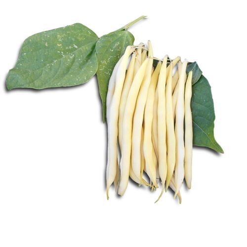 75 Grammes À Semer - Le Grenier D'abondance - Haricot Beurre Rocquencourt - Phaseolus Vulgaris