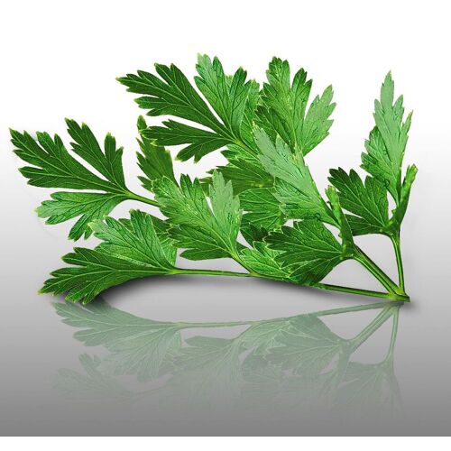 300 Graines D'aromatiques À Semer - Le Grenier D'abondance - Persil Géant D'italie - Petroselinum Crispum