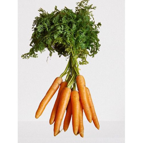 500 Graines À Semer - Le Grenier D'abondance - Carotte Potagère Rothild Améliorée - Daucus Carota