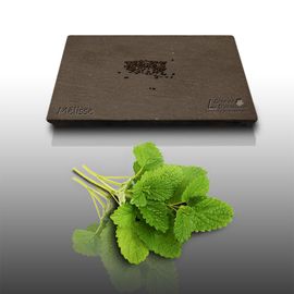 50 Graines Aromatiques À Semer - Le Grenier D'abondance - Melisse Officinale - Melissa Officinalis