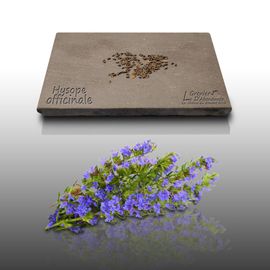 100 Graines Aromatiques À Semer - Le Grenier D'abondance - Hysope Officinale - Hyssopus
