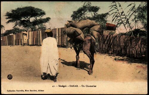 Carte Postale Ancienne, Sénégal, Dakar, Un Chamelier
