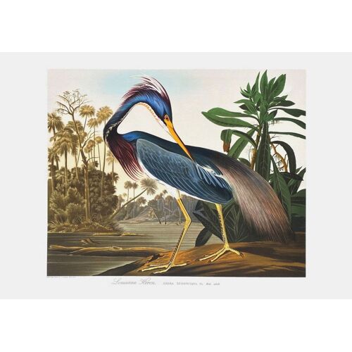 John James Audubon - Louisiana Heron Lithographie Géante 1990