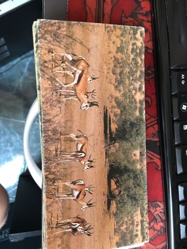 Merveilles Du Monde 134 Le Springbok