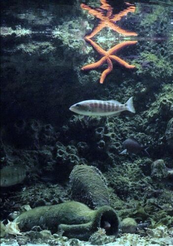 Die Fauna Des Mittelmeeres Wirbeltiere: Kieferlose, Fische, Haie, Rochen Meeresschildkröten Und Manteltiere