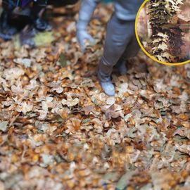 Bouteille De 56 Ml/Bouteille De Bricolage À L'échelle Ho, Scène De Modèle De Feuilles Tombantes, Arbre Rétrécissant, Plate-Forme De Plante Bricolage, Construction De Soldats Militaires