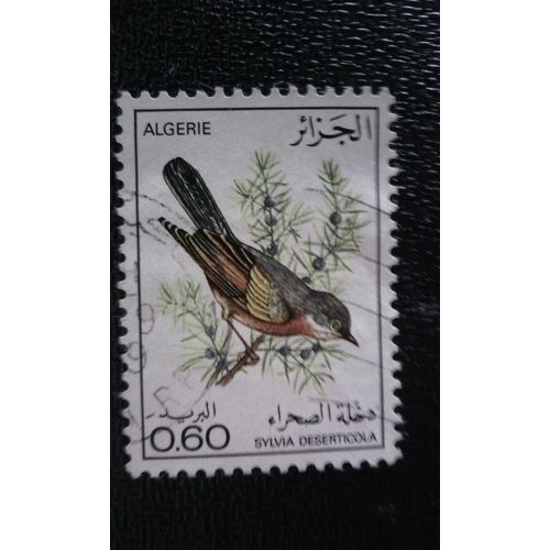 Timbre Algerie Yt 667 1977 Paruline De Tristram (Sylvia Deserticola)