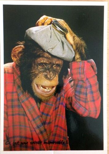 Singe - Humour - N3 - 10x15cm - Carte Postale