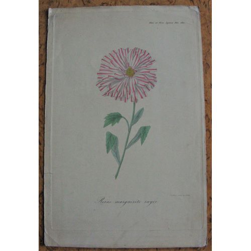 Gravure 19° 1847 Reine Marguerite Rayee