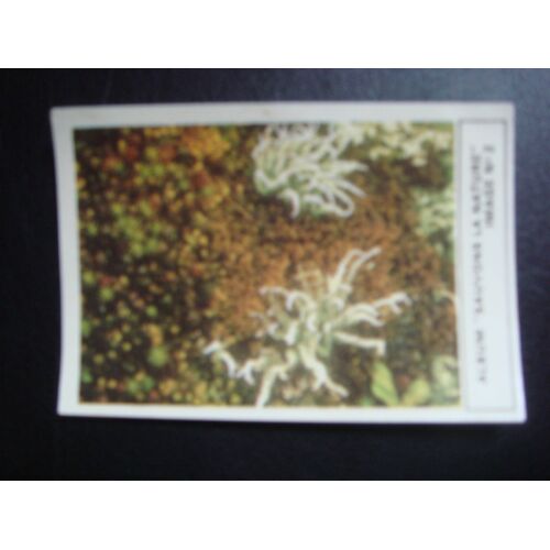 Image Virlux Album Sauvons La Nature 15/09/1972 Sol Avec Lichens Et Mousse N 2