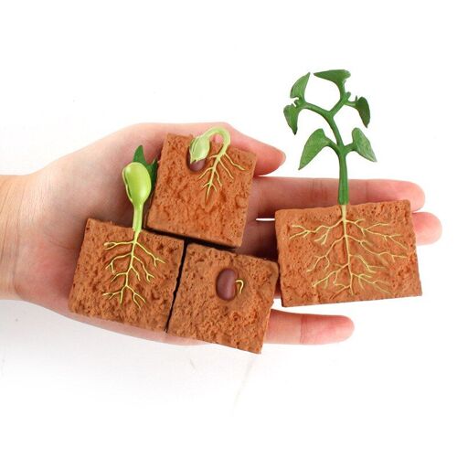 1 Jeu De Simulation Cycle De Vie Un Haricot Vert Cycle De Croissance Des Plantes Modèle Figurines Collection Science Jouets Éducatifs