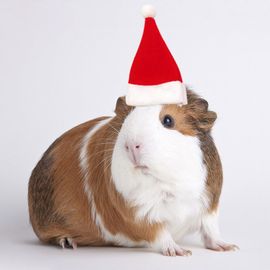 Chapeaux De Noël Pour Petits Animaux De Compagnie, Accessoires De Fête De Vacances, Costumes Mignons Pour Chatons, Lézard, Cochon D'inde, Hamster, Fournitures