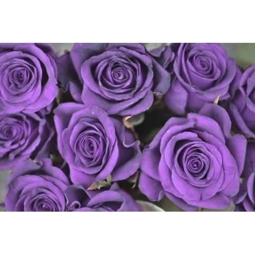 Graines De Rose Violette