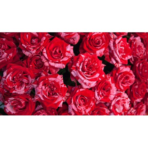 Graines De Rose Froufrou