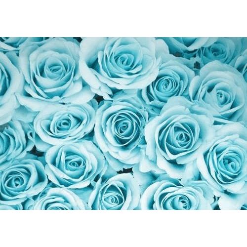 Graines De Rose Bleu Clair