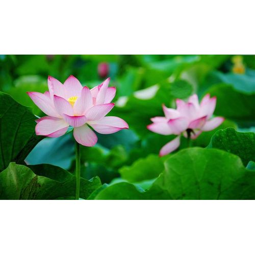 Graines De Lotus Rose
