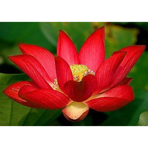 Graines De Lotus Rouge