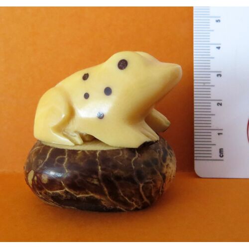 Tagua Grenouille Crapaud Batracien Etang Riviere Corozo