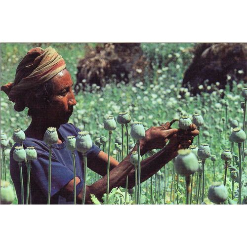 Carte Postale Couleur -Champs De Pavots