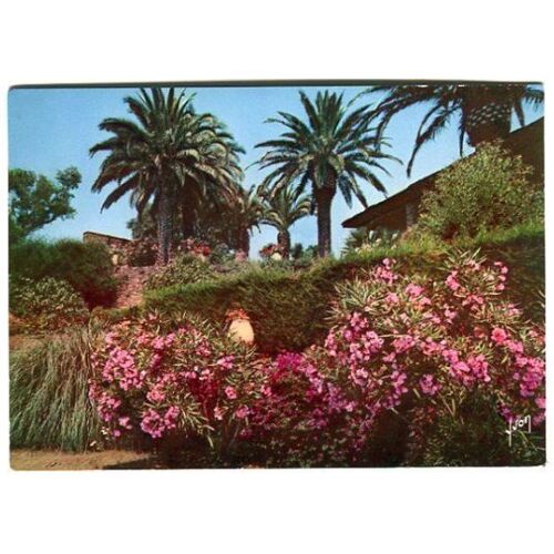 Carte Postale - Lauriers Roses Et Palmiers - La Côte D' Azur